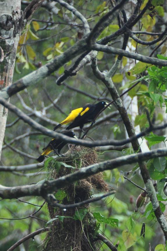 São inúmeras as espécies de pássaros que vivem na Reserva do Mamirauá, região de Tefé, no Amazonas